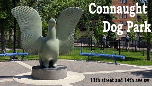 A Brief Connaught Dog Park Tour in Calgary