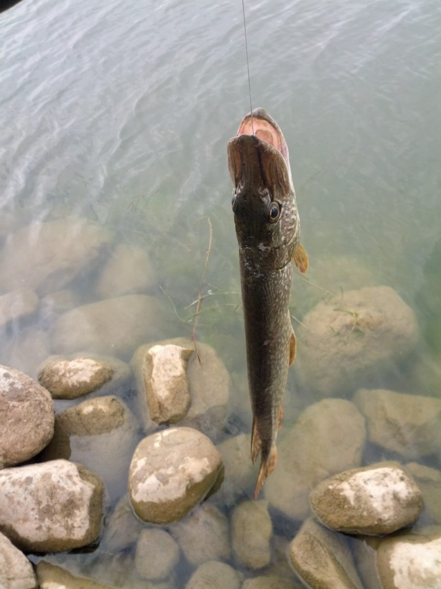 a pike from Fishing Around Calgary 