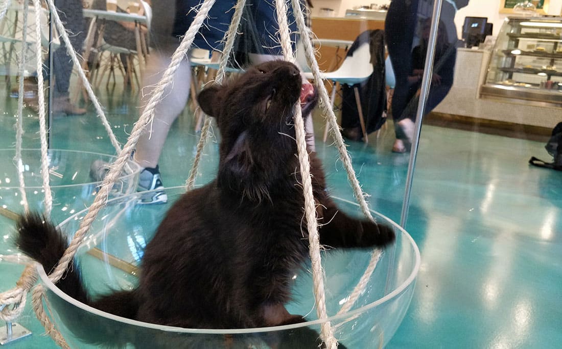 Your Guide to Regal  Cat  Cafe  in Calgary
