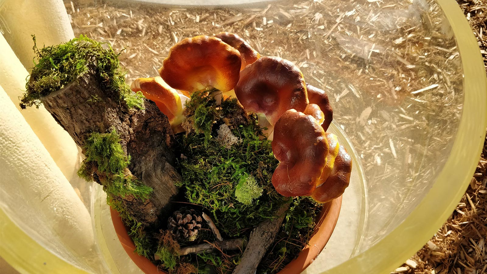 Granary Road Mushrooms
