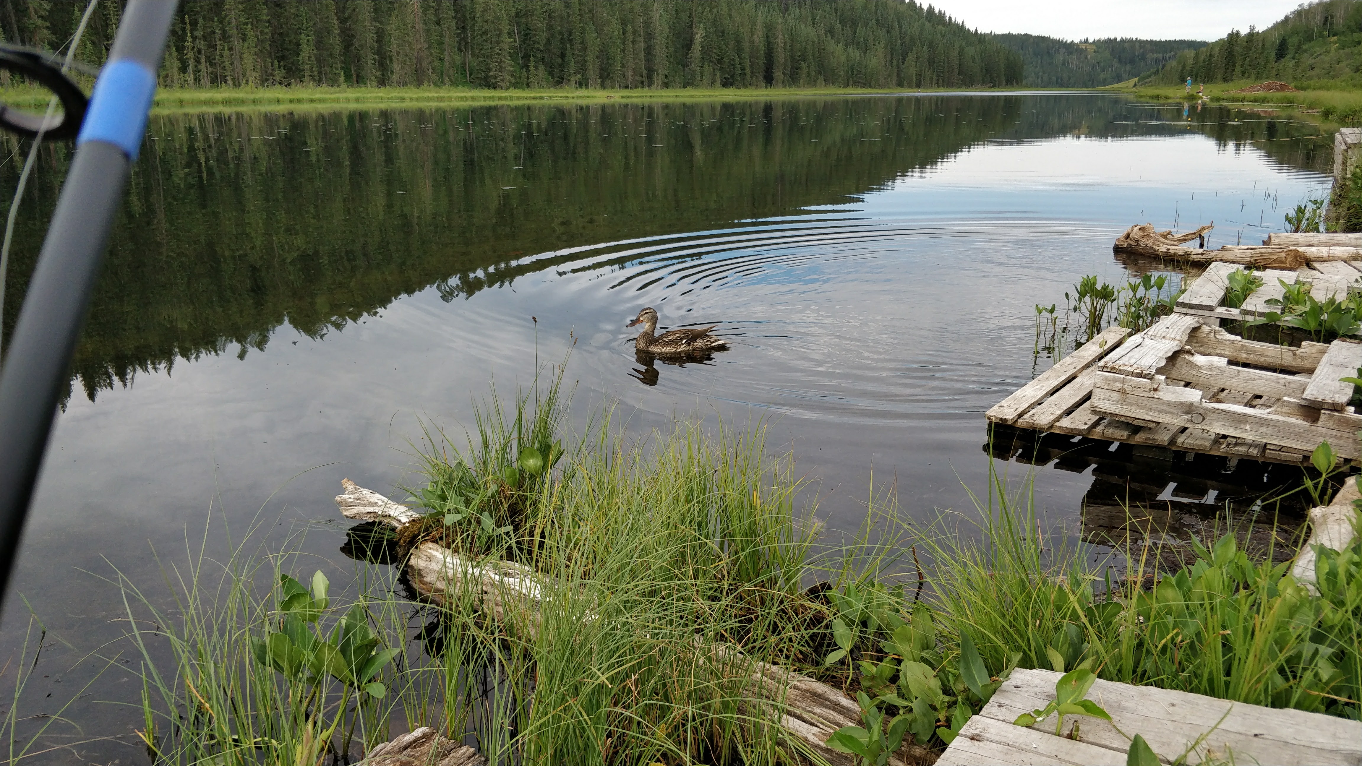 Winchell Lake Ducks