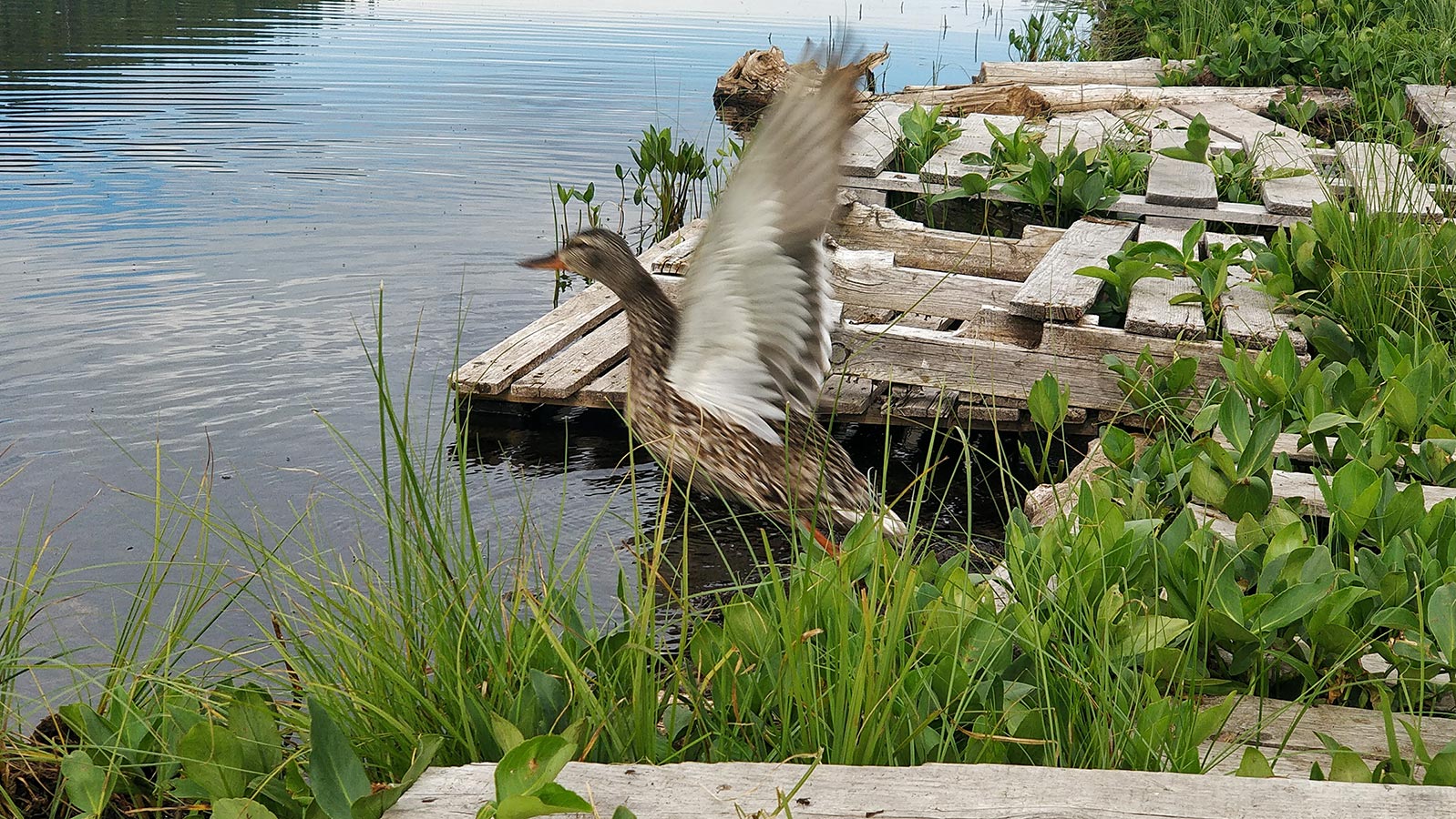 Winchell Lake Duck flying