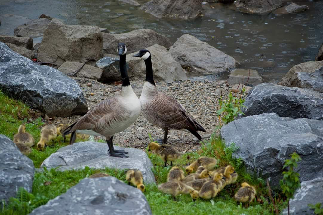 Birds Prince's Island Canadian Geese