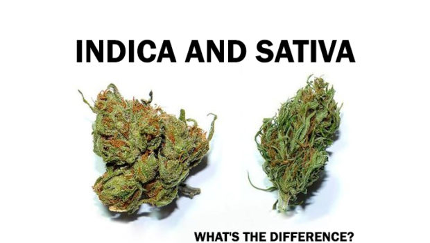 Guide: Indica and Sativa – What’s The Difference?