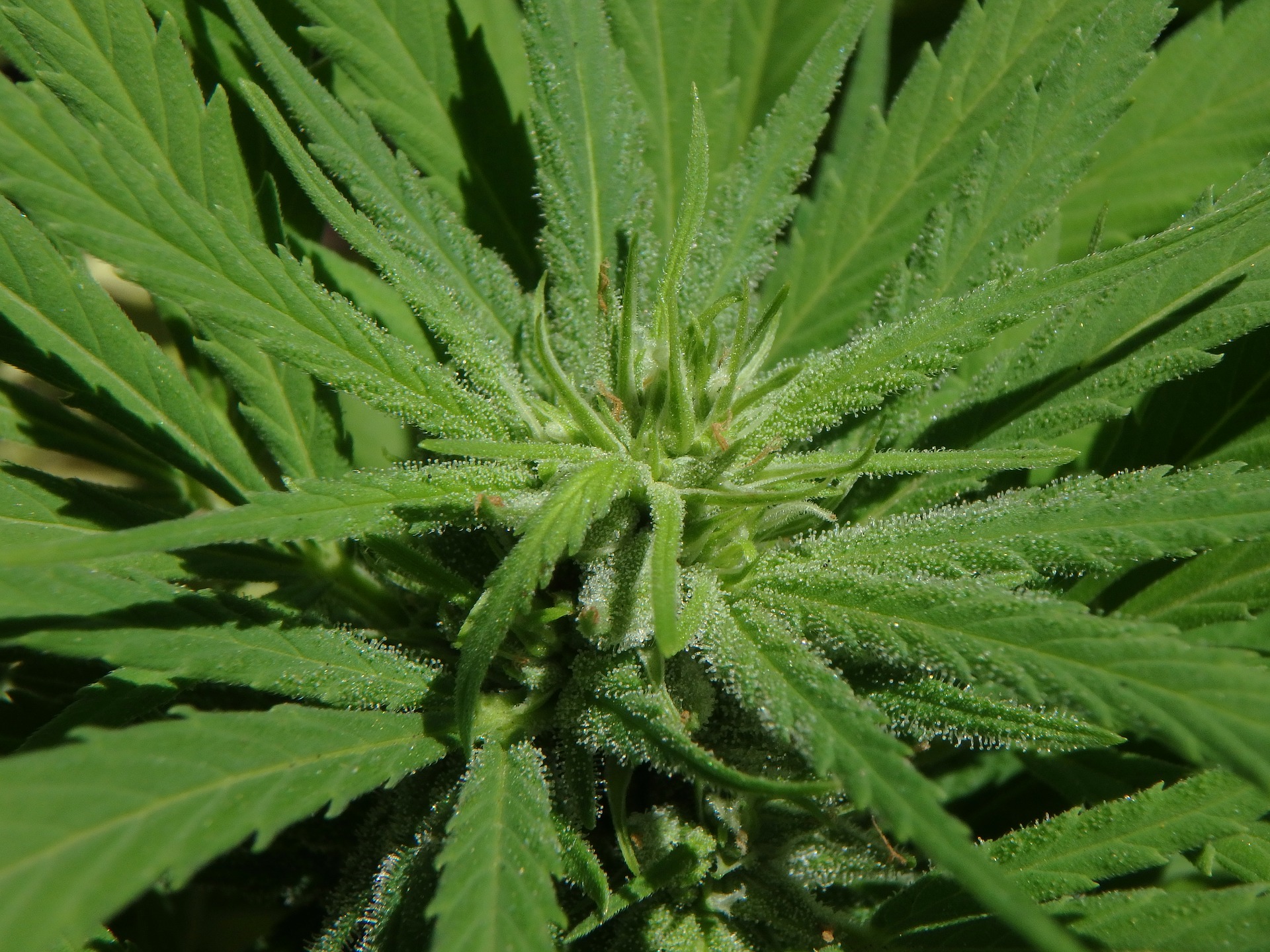 legal cannabis in Canada