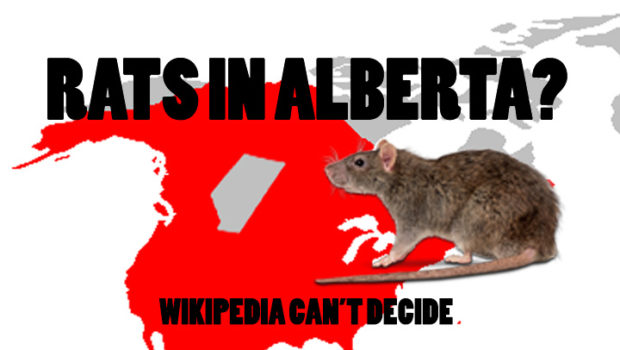Are there rats in Alberta? Wikipedia can’t decide.