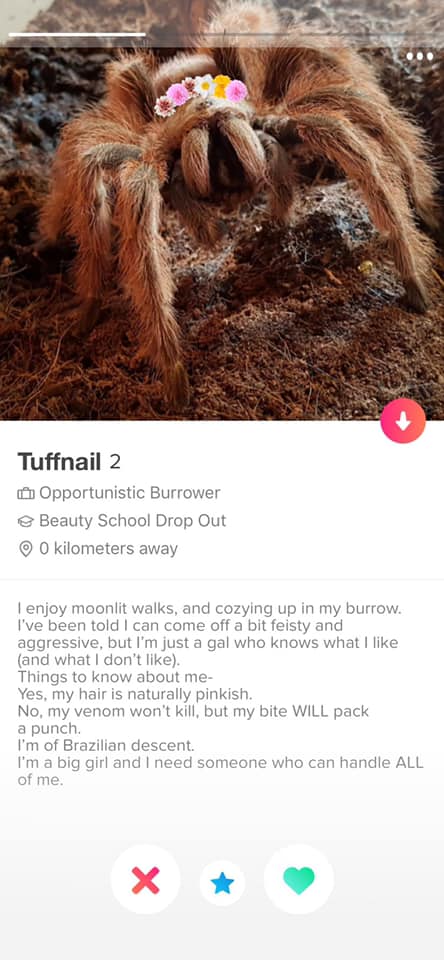 Tuffnail the Airdrie Tarantula 
