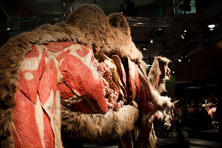 TELUS Spark BODY WORLDS Animal Inside Out adult camel