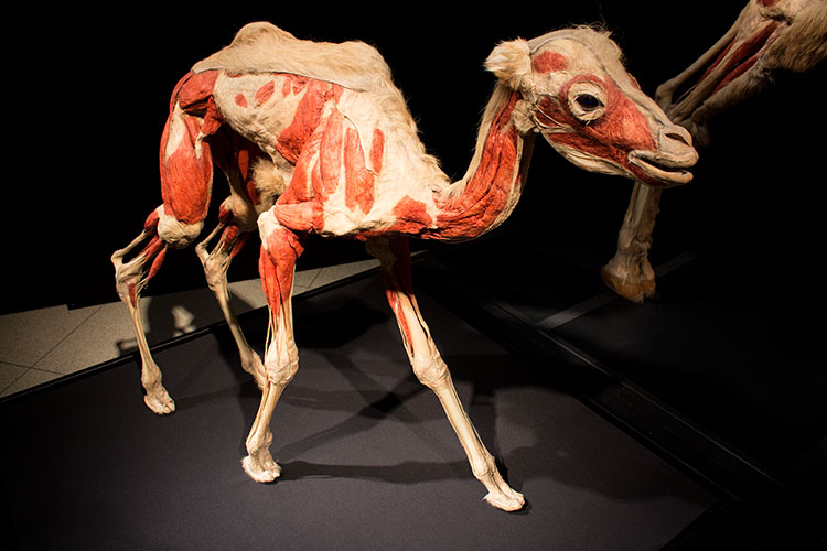 TELUS Spark BODY WORLDS Animal Inside Out baby camel