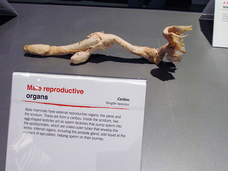TELUS Spark BODY WORLDS Animal Inside Out Male reproductive organs