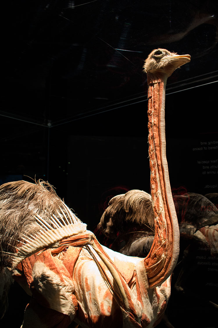 TELUS Spark BODY WORLDS Animal Inside Out Ostrich