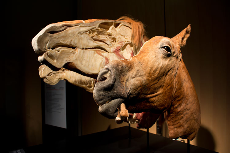 TELUS Spark BODY WORLDS Animal Inside Out horse head cut in two
