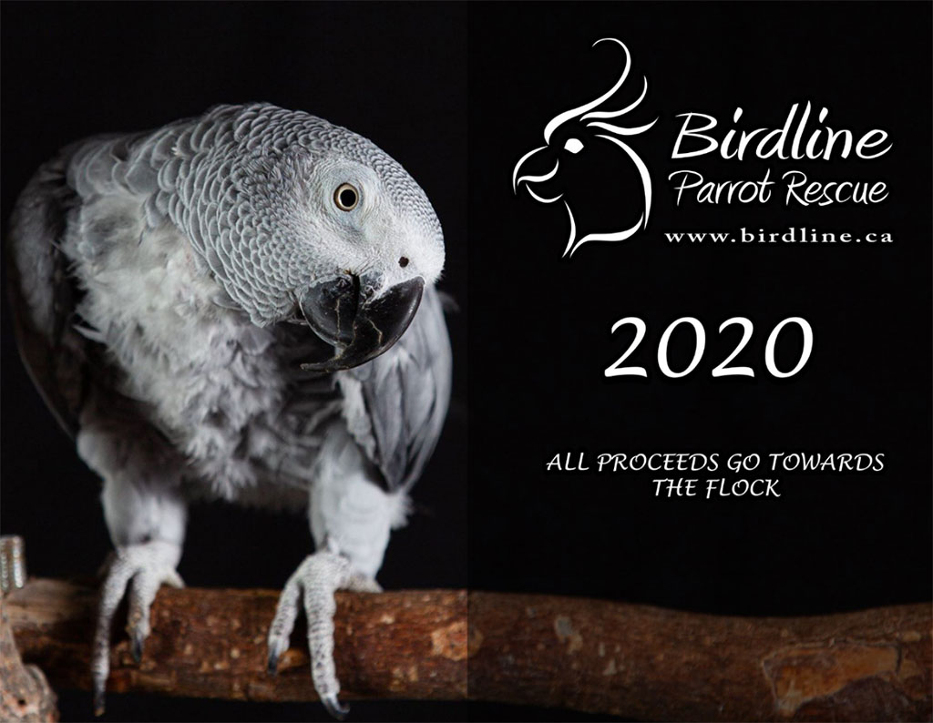 Birdline Canada Parrot Rescue 2020 Calendars 