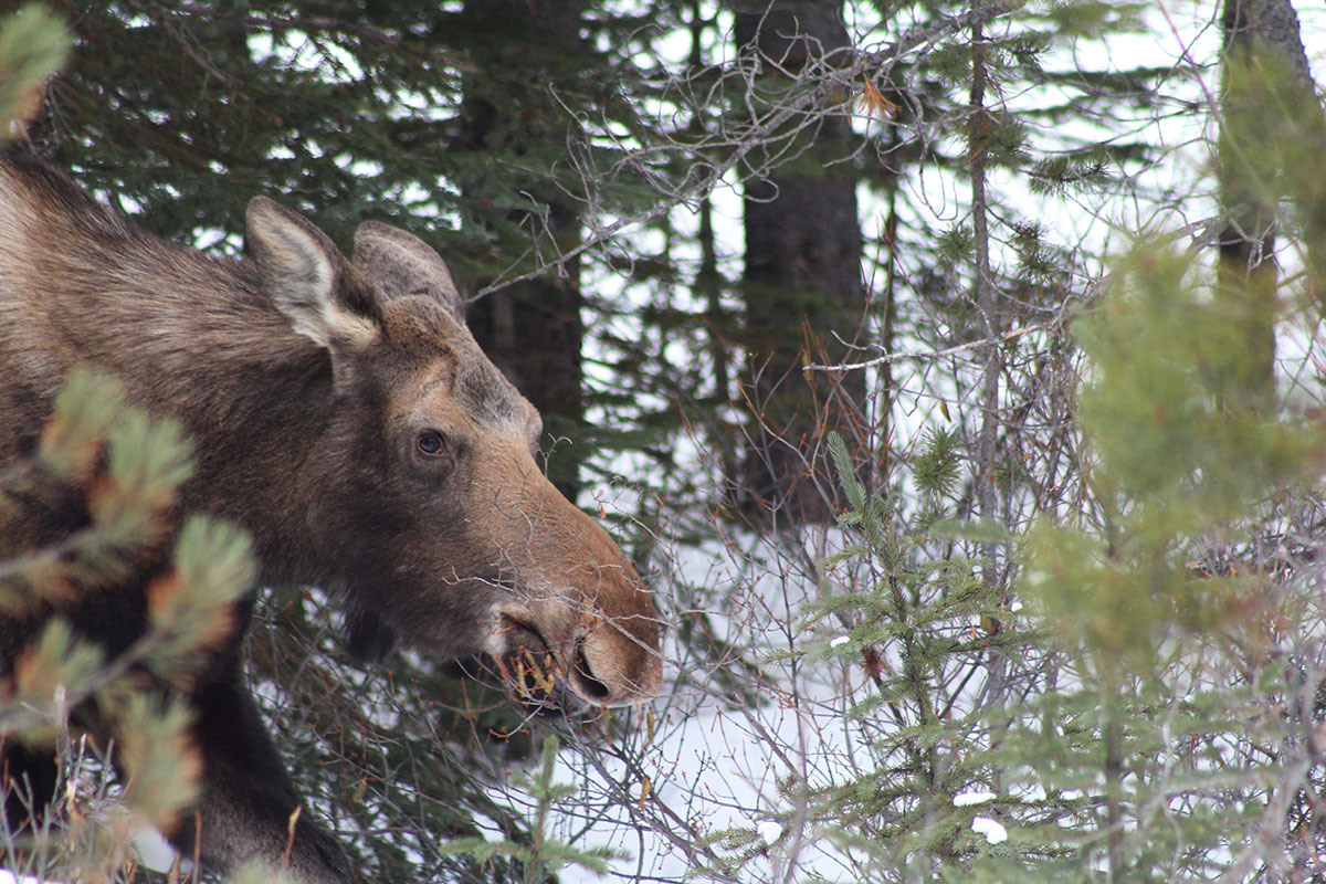 Mount Engadine Lodge moose wild life spray lakes reservoir