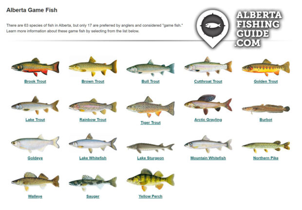 Comprehensive Guide - Getting Started With Fishing In Alberta ...