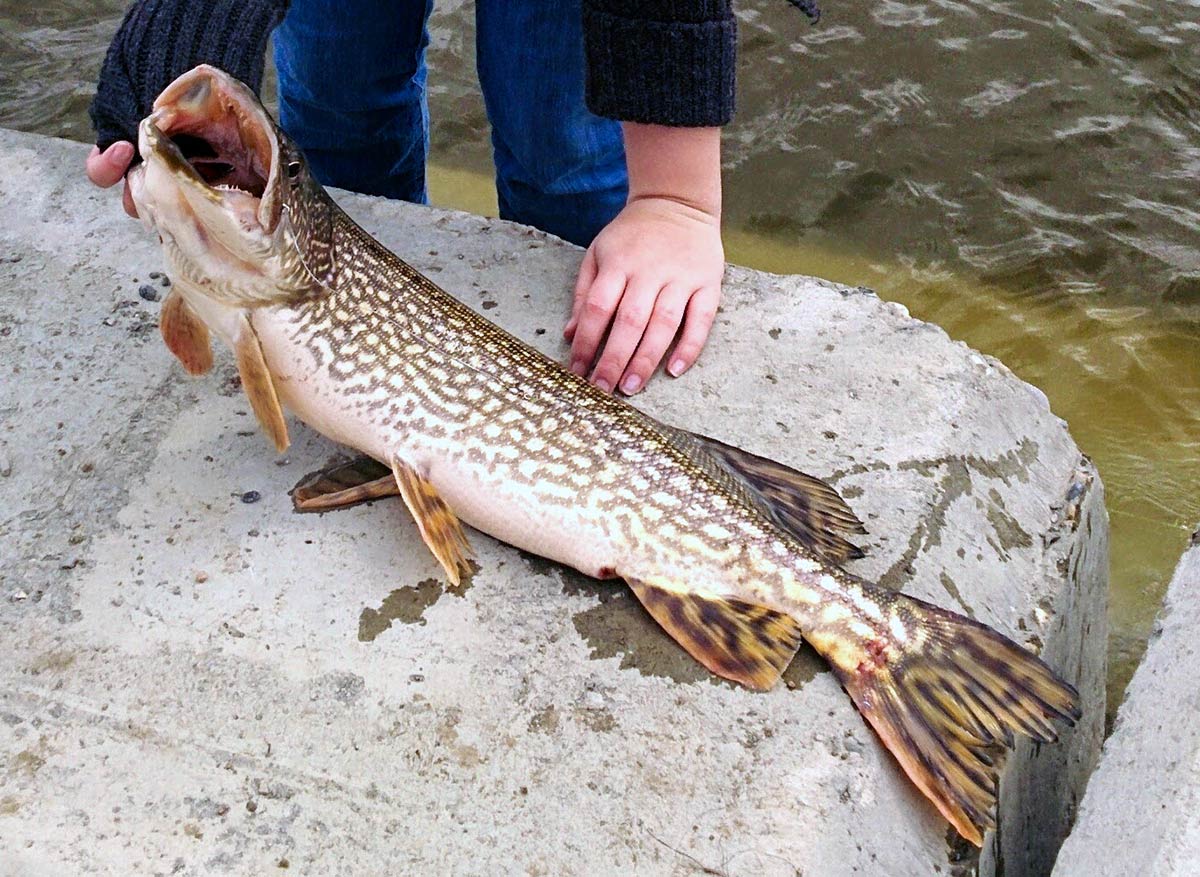Fishing Guide For Beginners In Alberta, Northern Pike caught at Eagle Lake